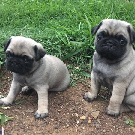 regalo pug carlino cachorros para navidad en adopcion