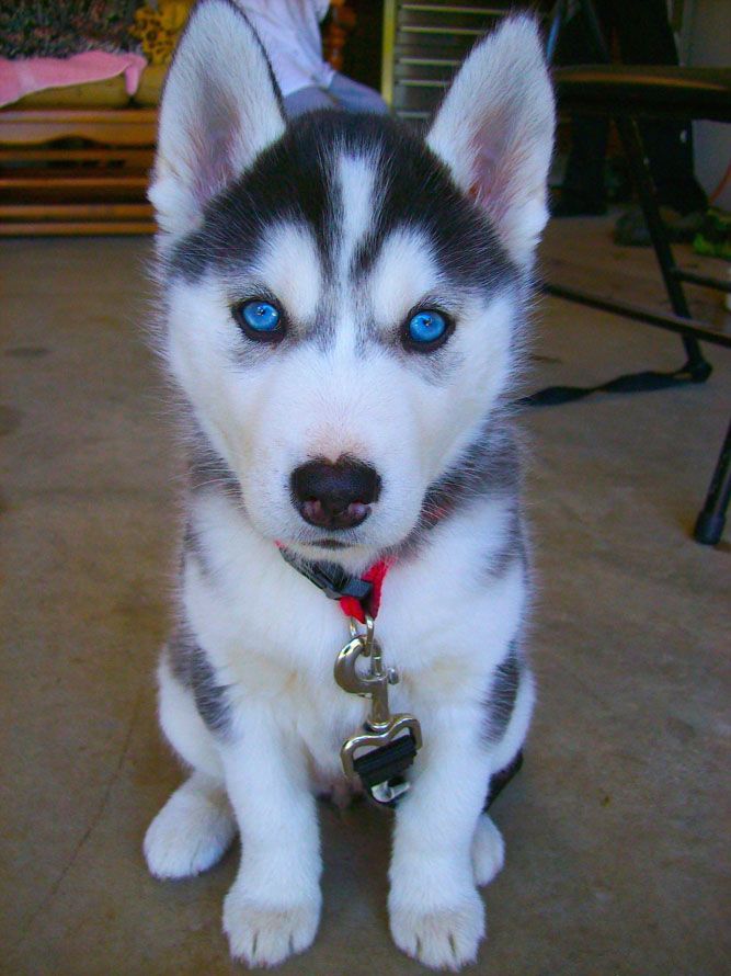 husky siberiano