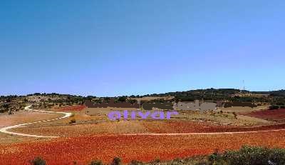 olivar en plena alcarria junto al pueblo 70 km