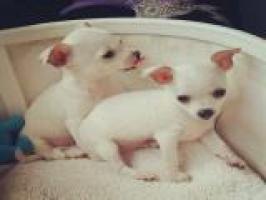 Regalo mini toy cachorros de raza chihuahua para adopcion