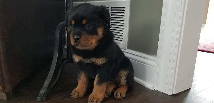 cachorros de rottweiler macho y hembra