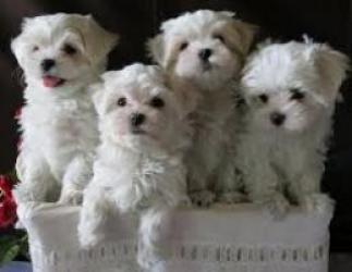 Regalo Mini Toy Cachorros Bichon Maltes