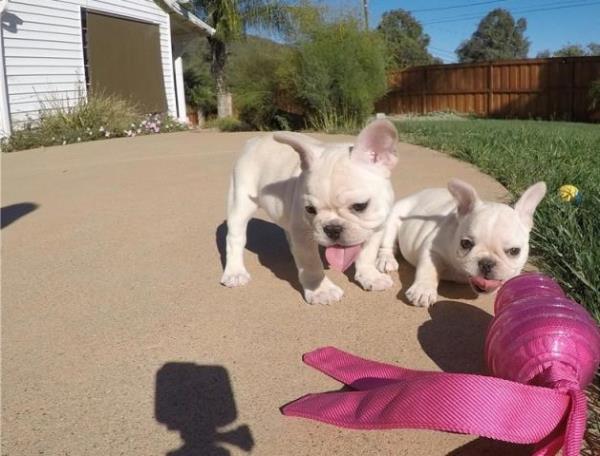 Regalo Cachorros Bulldogs Frances Macho y Hembra Preciosos