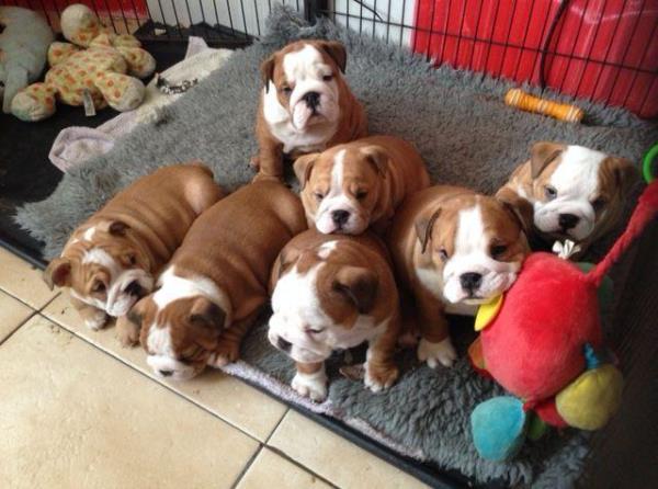 Regalo Cachorros Bulldog Inglés Para Su Adopcion