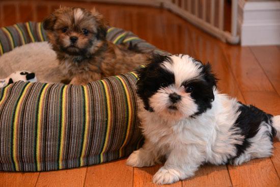 Regalo Cachorros Shih Tzu Mini Toys Preciose