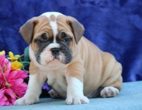 maravillosos cachorros de bulldog inglés para adopción