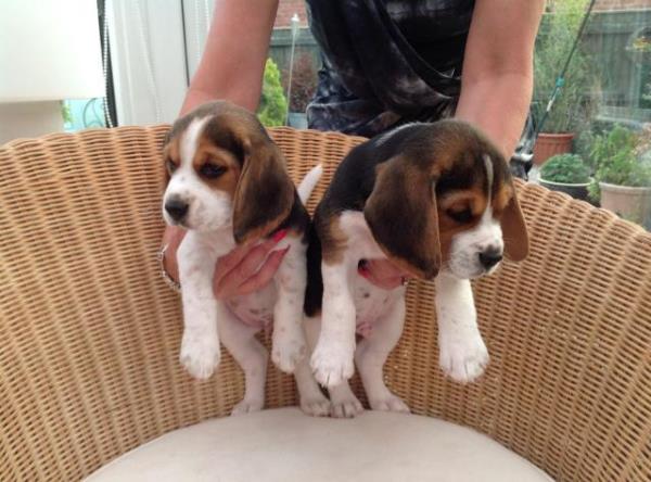 Regalo Cachorros De Beagle Precioso en adopcion