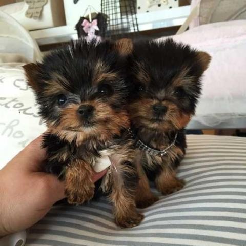 Regalo macho y hembra Yorkshire terrier cachorros