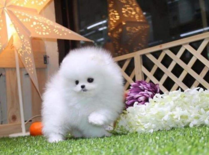 hermosos cachorros pomerania