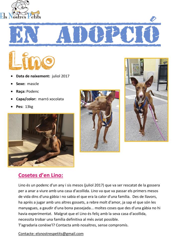 adopcion de lino