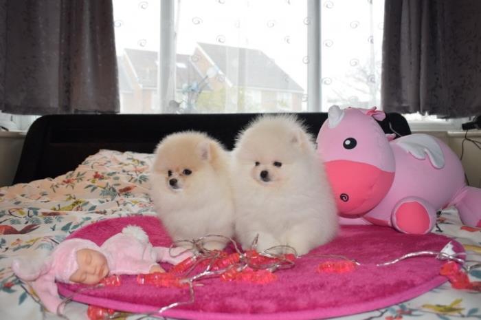 cachorros de pomerania para tu hogar.