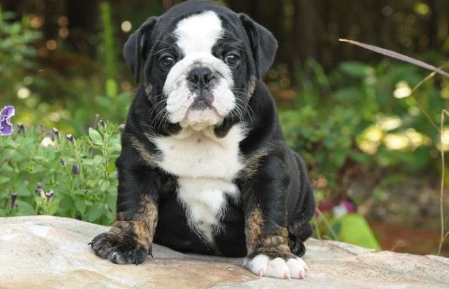 bulldog inglés cachorro para un hogar amoroso por ahí.