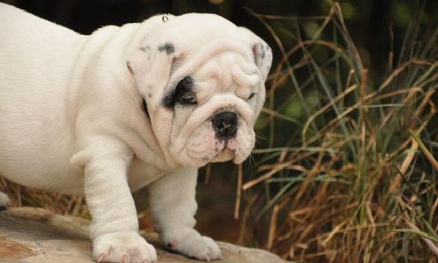 bulldog inglés disponible cachorro para un hogar amoroso.