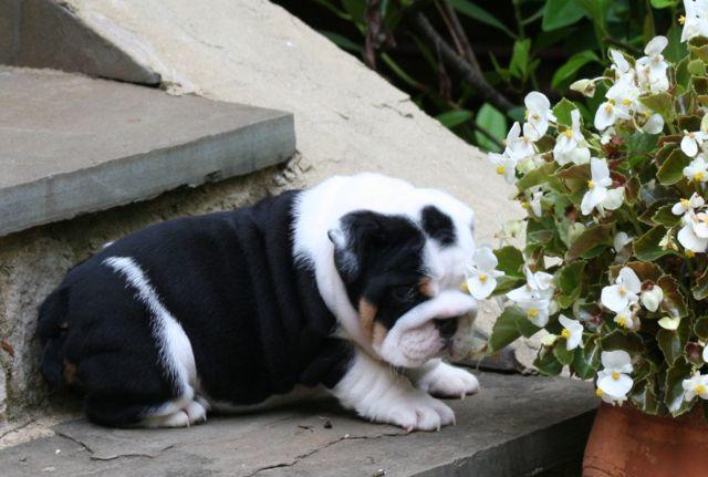 increíbles cachorritos de bulldog inglés