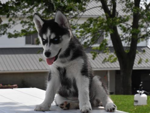 cachorros de husky siberiano