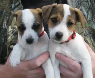 Regalo Cachorros Cachorros Jack Russell