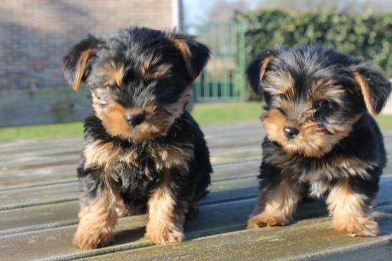 Regalo Yorkshire Terrier Mini Toy hombre y mujer para su adopcio