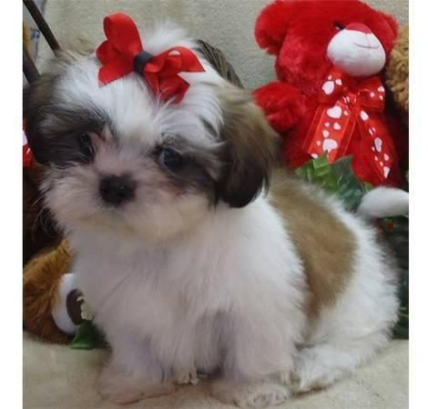 Regalo Cachorro de Shih Tzu entrenado en casa para adopción