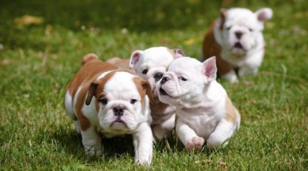 Regalo Impresionate Cachorros Bulldog Ingles ,