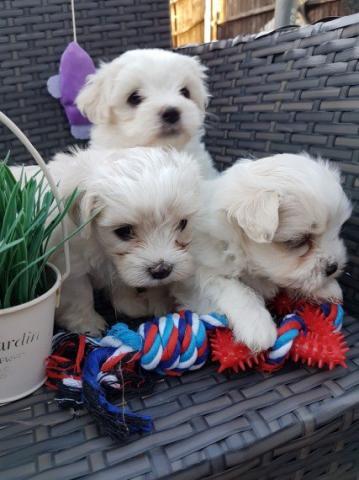 Regalo Mini Toy Cachorros Bichon Maltes para su adopcion libre