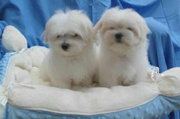 Regalo Mini Toy Cachorros Bichon Maltes para su adopcion libre