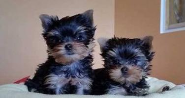 Regalo Yorkshire Terrier Mini Toy hombre y mujer para su adopcio