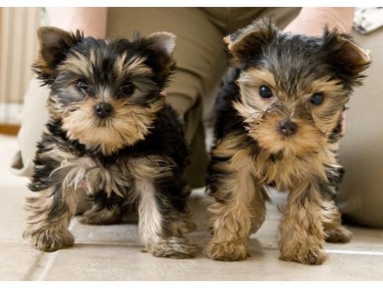 Regalo Cachorros Yorkshire Terrier Mini Toy