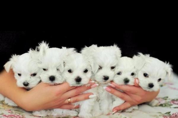 Regalo Casa tren Bichon Maltes mini juguete Para Su Adopción