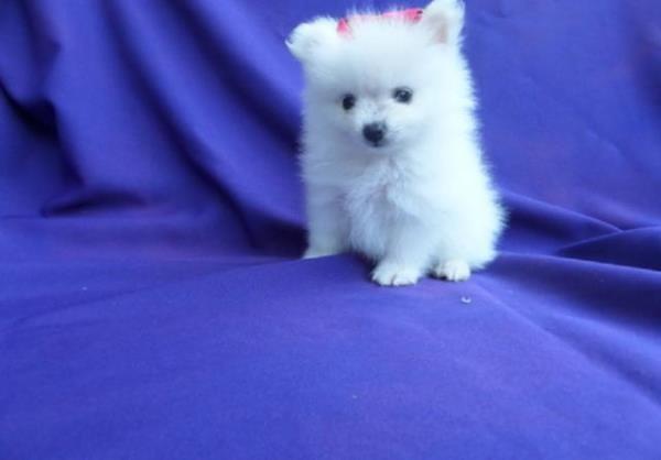 Regalo Hermosos cachorros pomeranos disponibles ,