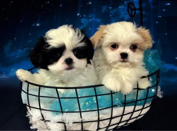 Regalo Cachorro de Shih Tzu entrenado en casa para adopción