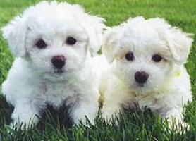 Regalo Mini Toy Cachorros Bichon Maltes para su adopcion libre