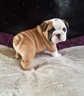 Regalo, cachorros de bulldog inglés para adopción.