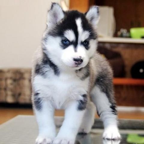 REgalo cachorros husky siberiano de raza pura disponible!