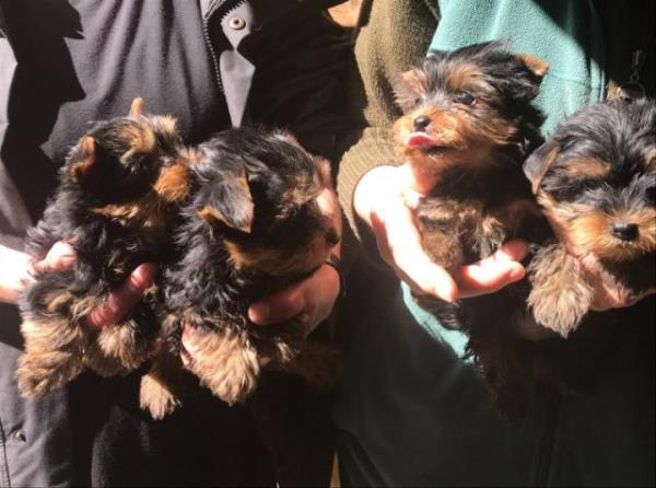 Regalo YORKSHIRE Cachorros mini toy Para Adopción