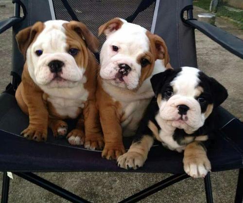 Regalo Impresionate Cachorros Bulldog Ingles ,