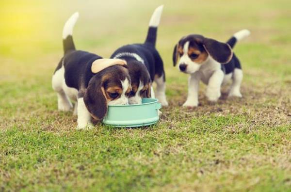 Regalo macho y hembra Beagle cachorros