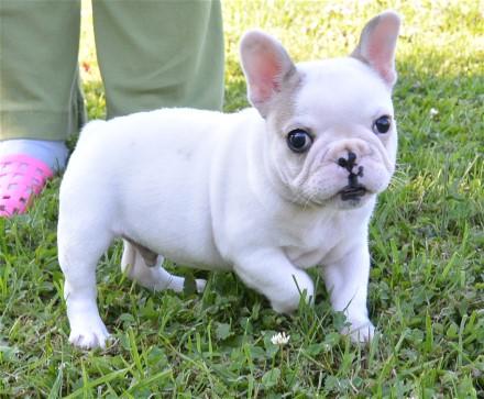 Regalo, cachorros de bulldog francés para adopción.