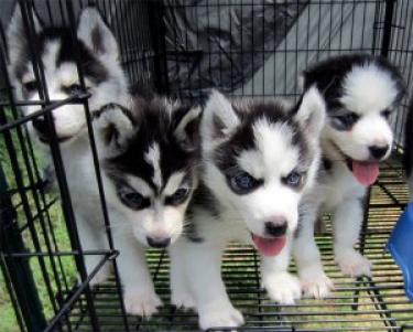 Regalo Casa tren Cachorros Husky Para Su Adopción