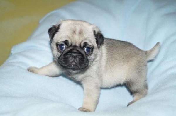 Regalo hermosas cachorros pug carlino