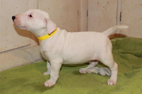 Regalo adorable miniatura bull terrier toy cachorros