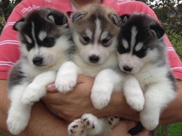 Regalo Preciosos Cachorros Husky Siberiano.