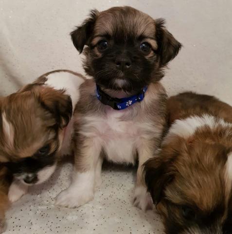 Regalo superior registrado chihuahua X shih tzu para la adopcion