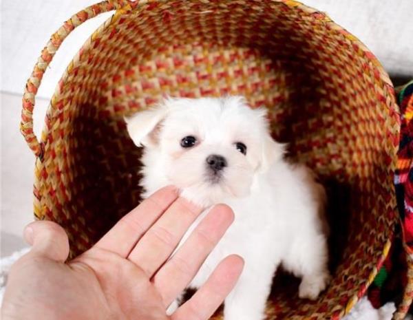 ***Regalo bichon maltes mini toy cachorros****