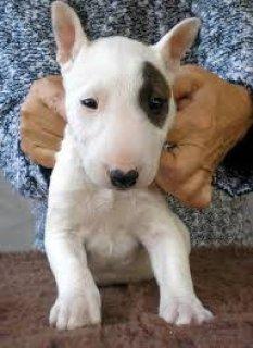 Regalo adorable bull terrier toy cachorros