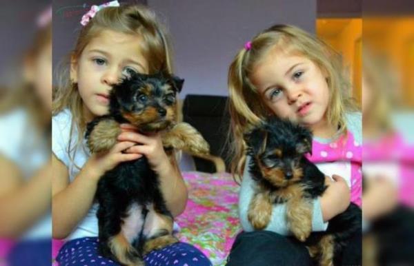 Regalo macho y hembra Yorkshire terrier cachorros