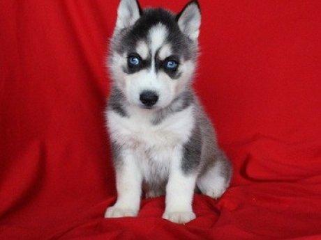 Regalo Cachorros Siberian Husky -