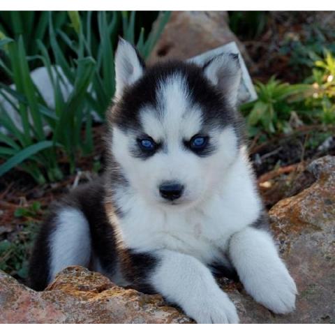 Regalo Cachorros Huskys Siberianos