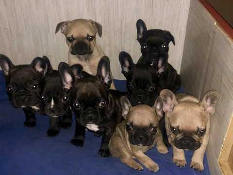 Regalo macho y hembra Bulldogs frances cachorros