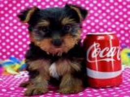 Regalo macho y hembra Yorkshire terrier cachorros