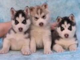 Regalo camada de preciosos siberian husky cachorros para adopcion